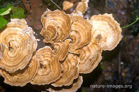 Fungi on a rotting tree in Panamas rain forest