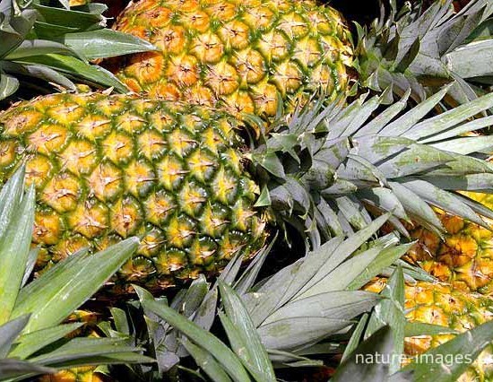 Pineapples on a fruit stand