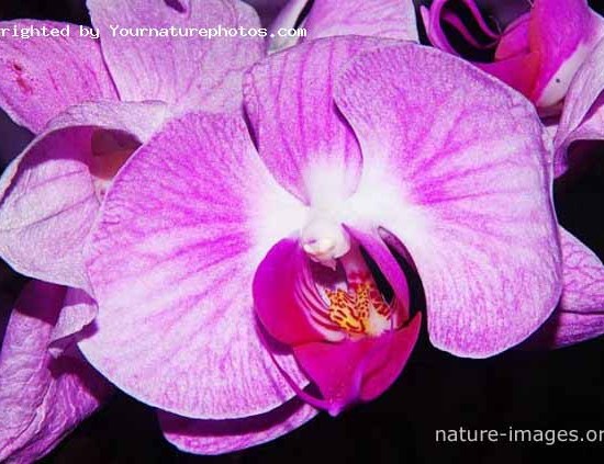 Pink Phalaenopsis - Moth Orchid - Photo