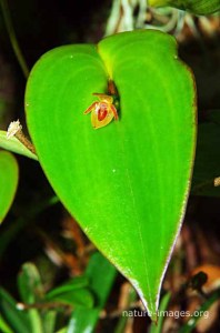 Pleurothallis Antonensis orchid photo taken in Panama