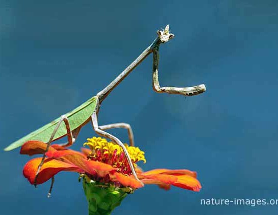 praying mantis flower