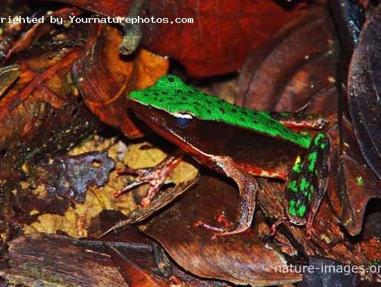 Rain Forest frog