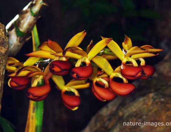 Rare unknown orchid