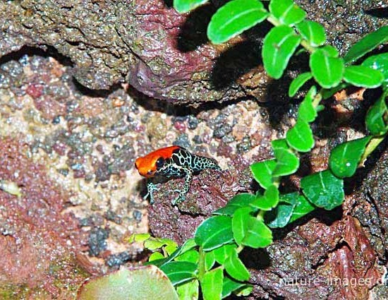  Red-backed Poison Frog