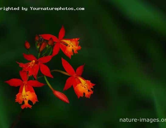 Small red orchids Panama