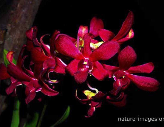 Red orchid flowers photo
