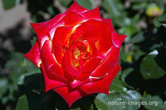 Red Rose Picture – Nature-images.org