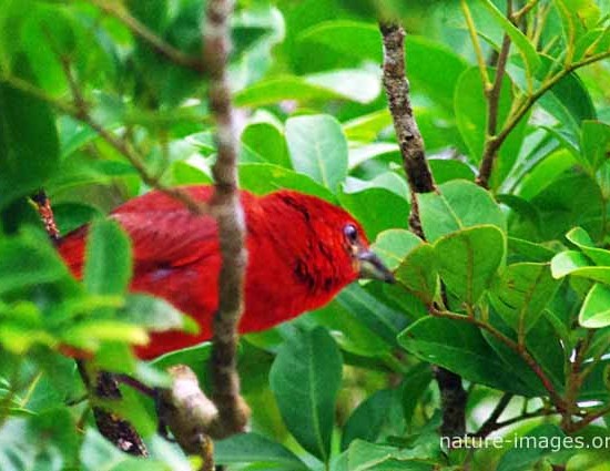 Red Tanager photo taken in Panama