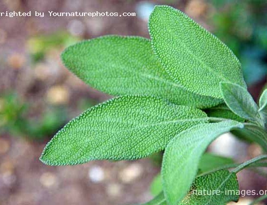 Sage Leafs Garden Herb Photo