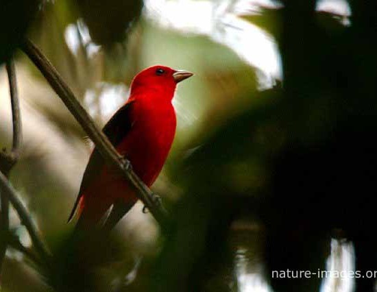 Scarlet Tanager Photo