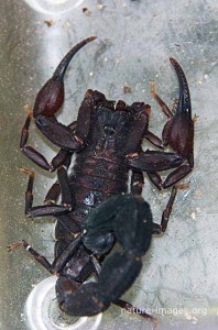 Black Scorpion Panama