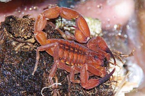 Little Red Scorpion 