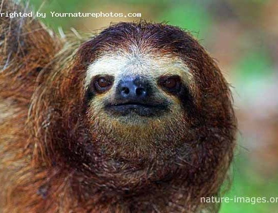 three-toed sloth portrait photo
