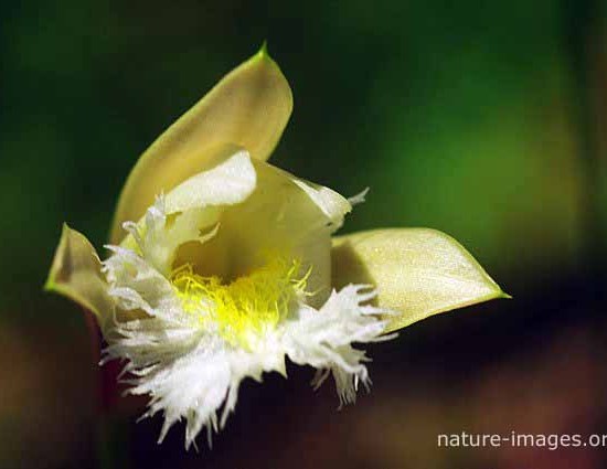 White Sobralia Orchid