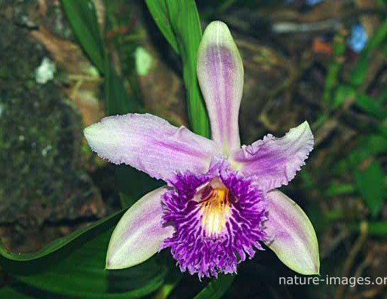 Sobralia Sessilis Orchid