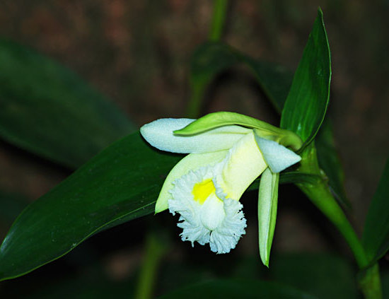 White Sobralia Orchid