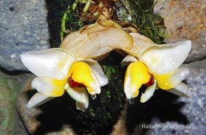 Stanhopea Pulla Orchid
