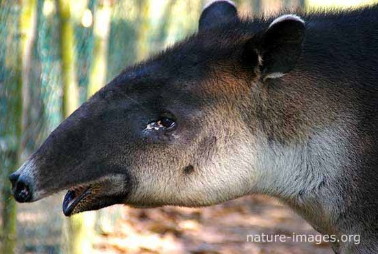 Baird's tapir face