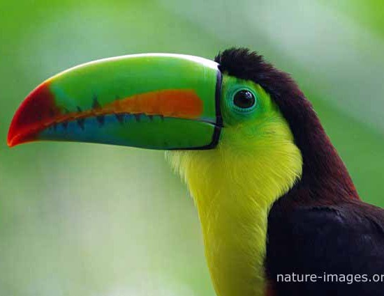 rainbow-billed toucan