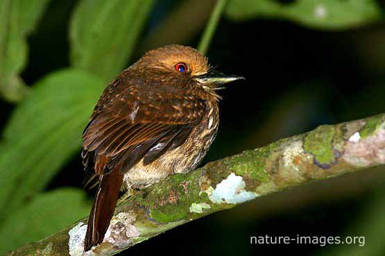 White-whiskered puffbird 