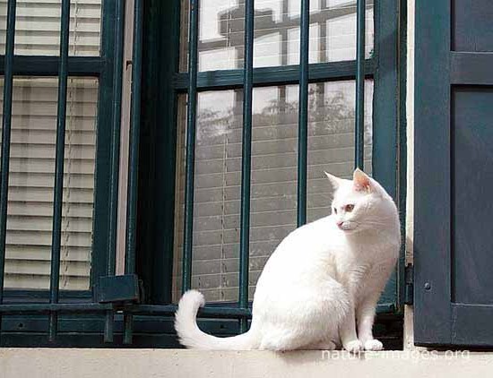 White Cat sitting in front of a window