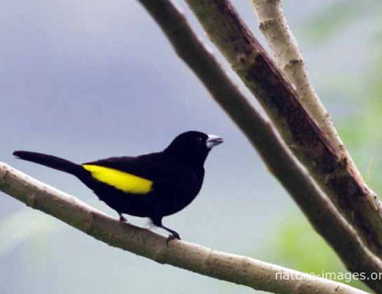 Yellow-rumped Tanager