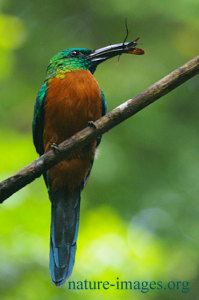 Great Jacamar eating an insect. Picture taken in Panama