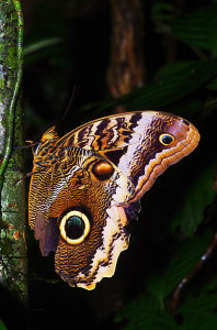 Banded Owl Butterfly
