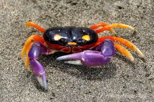 Gecarcinus quadratus, known as the red land crab, whitespot crab, Halloween crab, moon crab, Halloween moon crab, mouthless crab or harlequin land crab