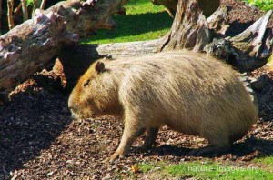 The capybara is the largest rodent in the world