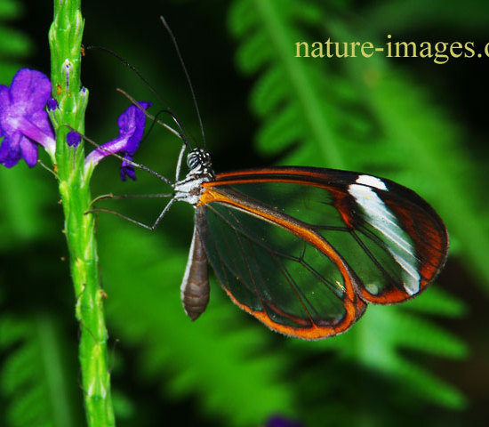 Glasswinged butterfly (Greta oto)