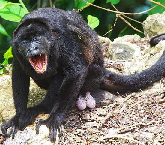 Mantled howler monkey (Alouatta palliata)