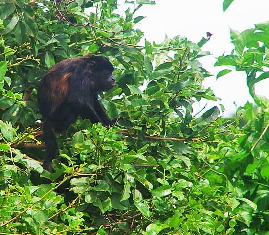 Mantled howler monkey (Alouatta palliata)