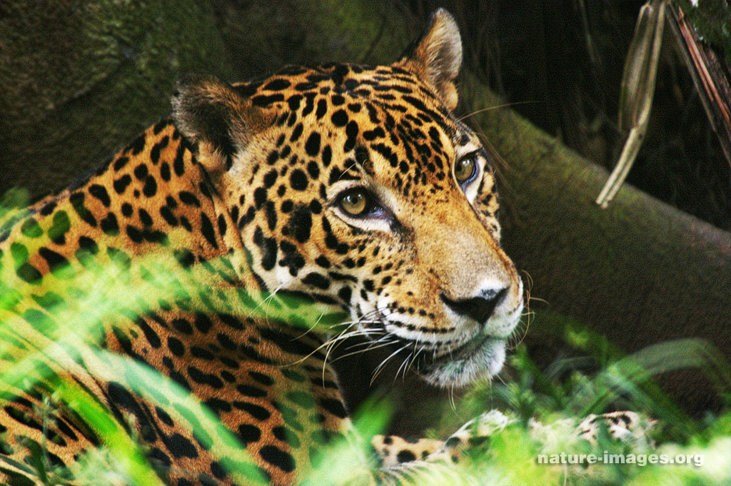 Jaguar - Panthera onca