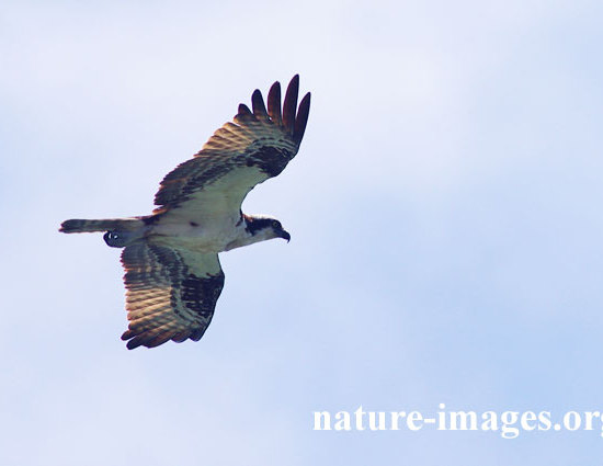 Osprey BIF - Bird in flight
