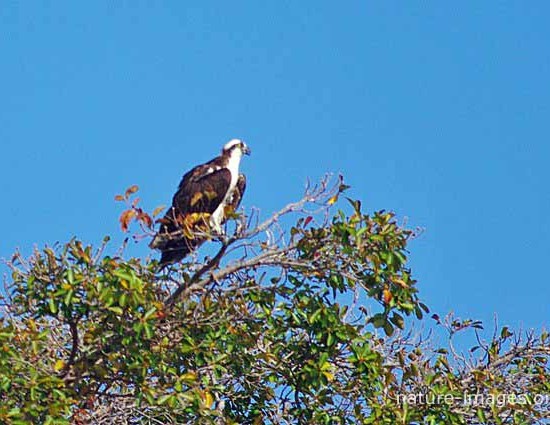 Osprey on his lookout on top of a tree