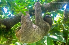 Brown-throated three-toed sloth