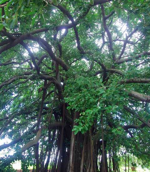 Ficus aurea tree Panama