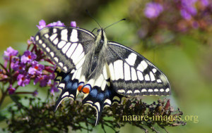Old World Swallowtail (Papilio machaon) photo taken in a garden in Switzerland