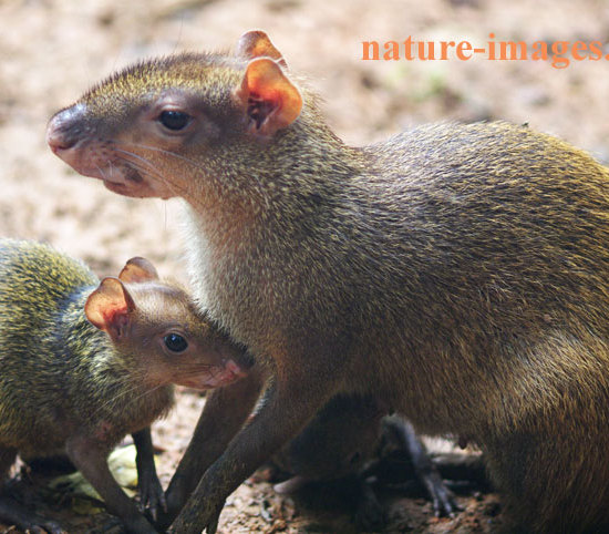 Agouti female with young