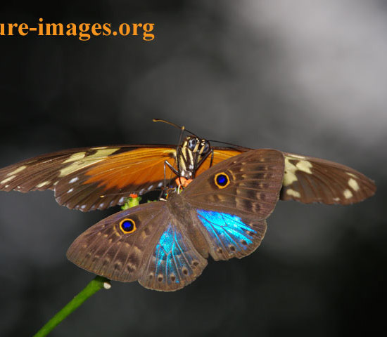 Eurybia Butterfly and a Heliconius Butterfly