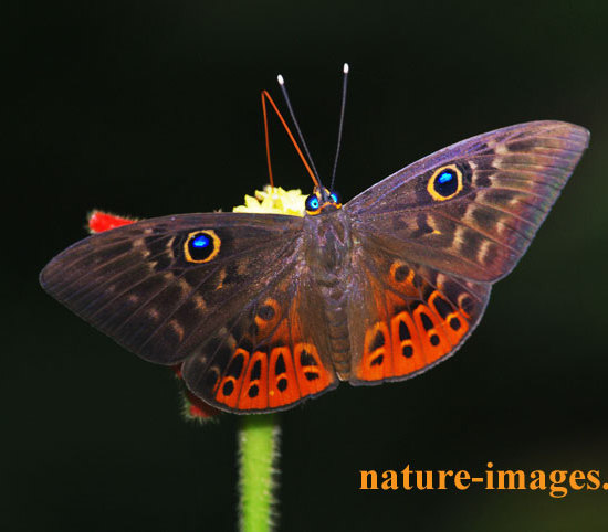 Eurybia Butterfly in the rain forest