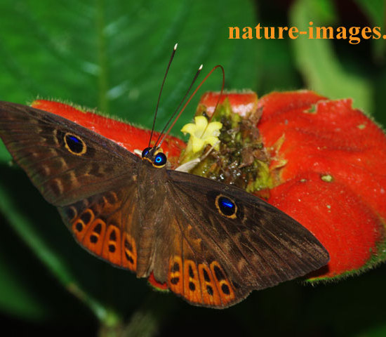 Eurybia Butterfly Panama