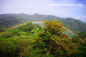 Rainbow over the Rain Forest