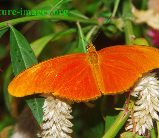 Orange Julia Butterfly Panama