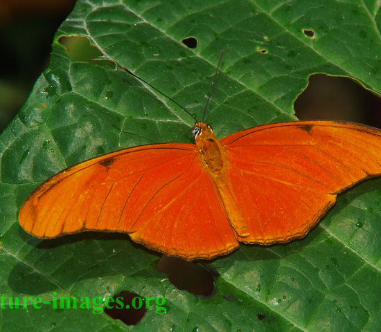 Dryas iulia Butterfly Panama