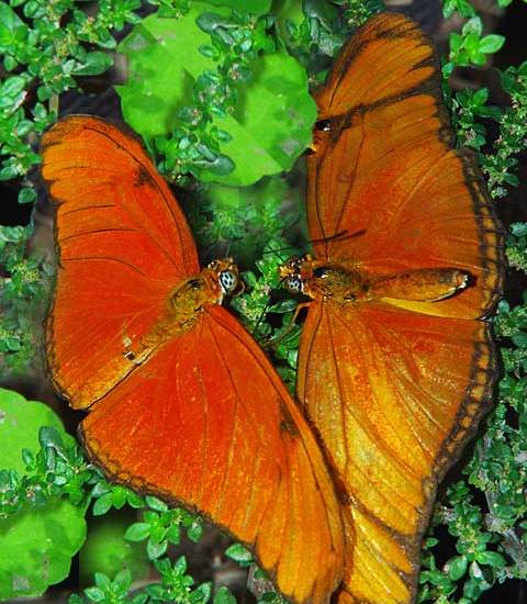 Pair of Julia Butterfly Panama