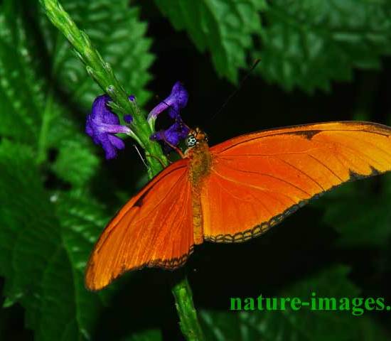 Julia Heliconian butterfly Panama