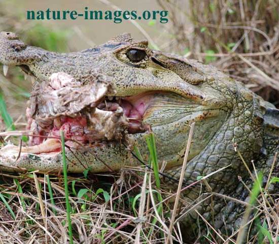 Spectacled caiman eating meat