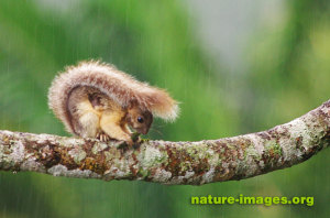 Variegated squirrel in the rain
